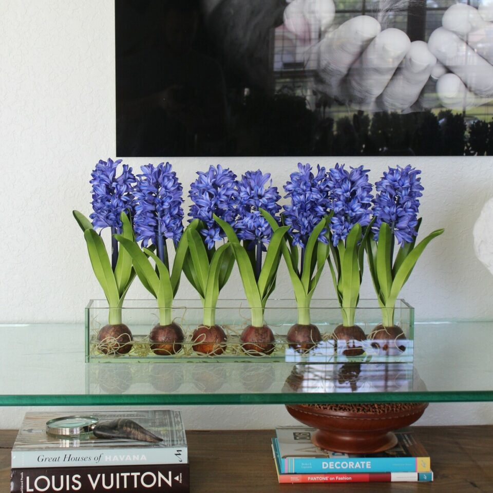Jacinthe Bleue Dans Un Cache‑Pot Casa Moderna