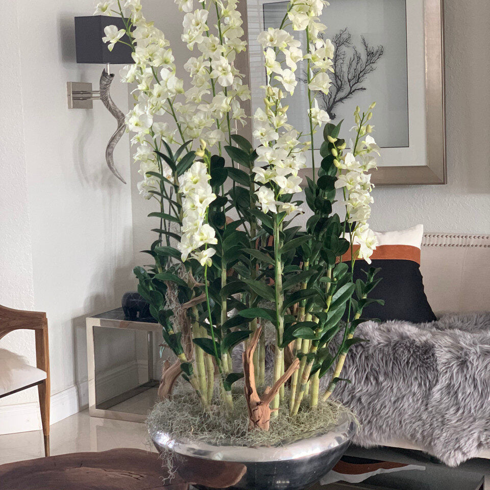 Orchidées Dendrobium Dans Un Cache‑Pot Avenue Argenté