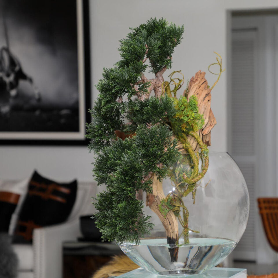 Bonsaï Cèdre Traînant Dans Un Vase Lune